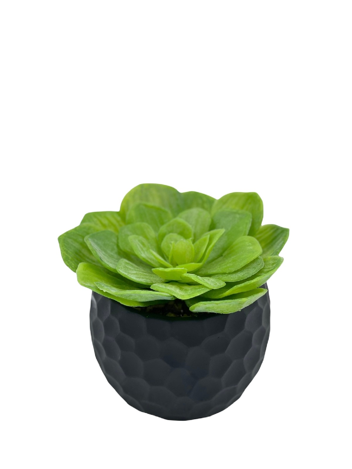 Succulent in black pot