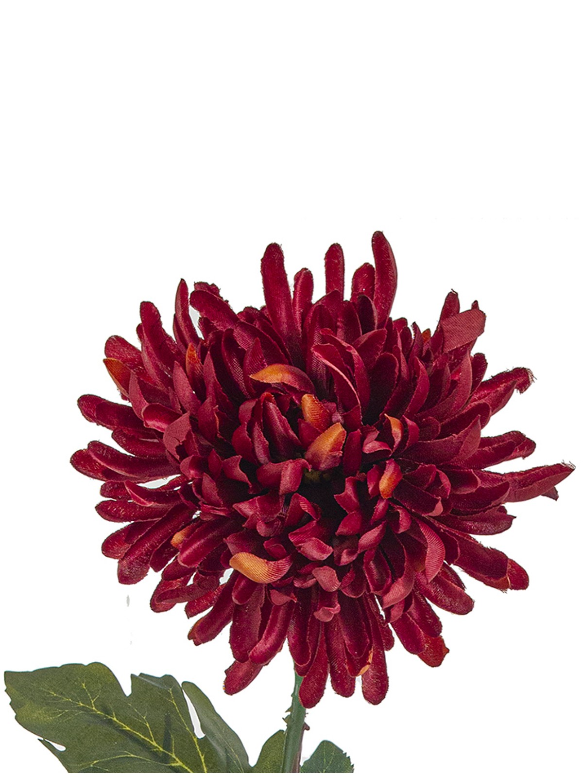 Burgundy chrysanthemum