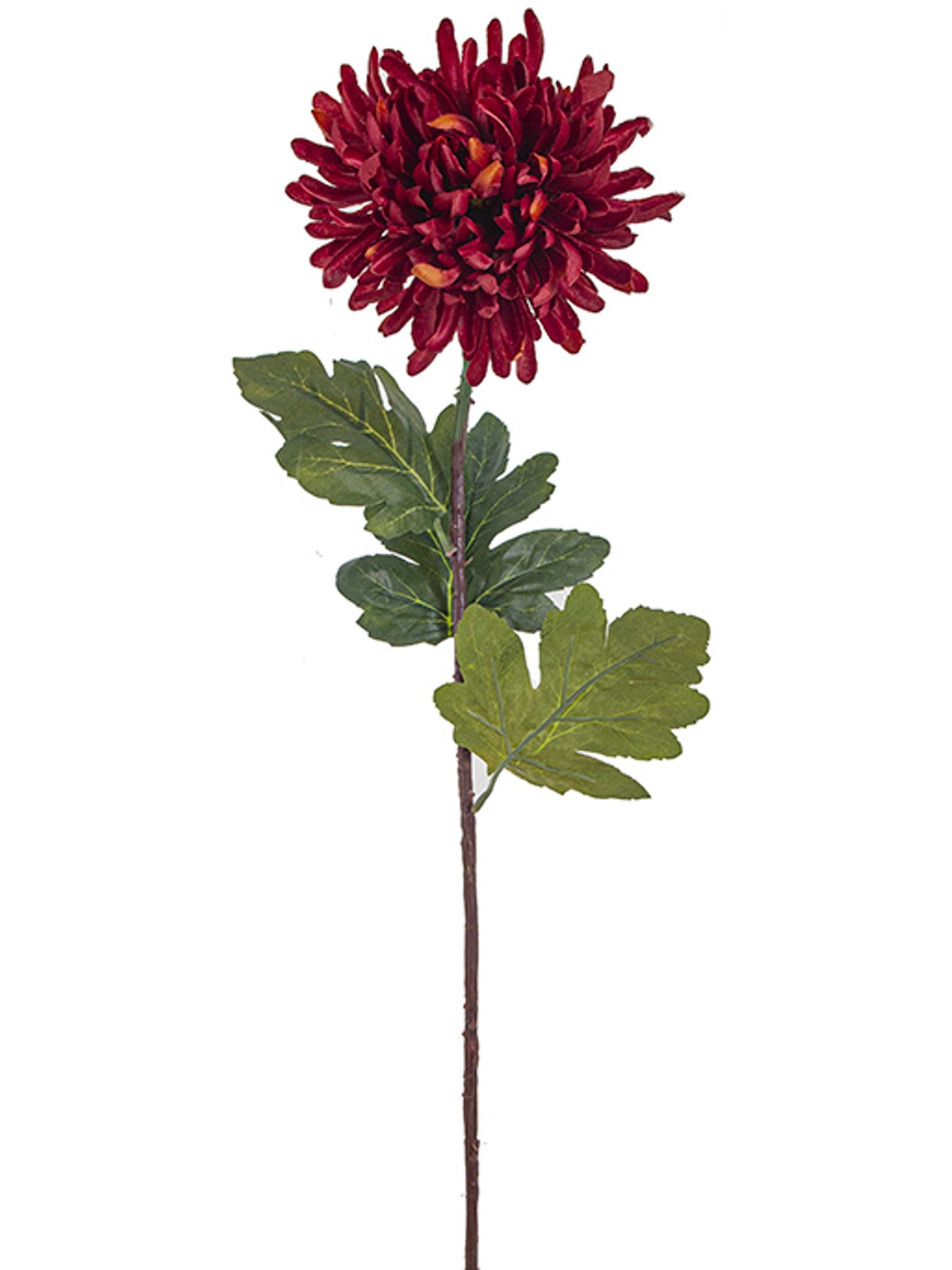 Burgundy chrysanthemum