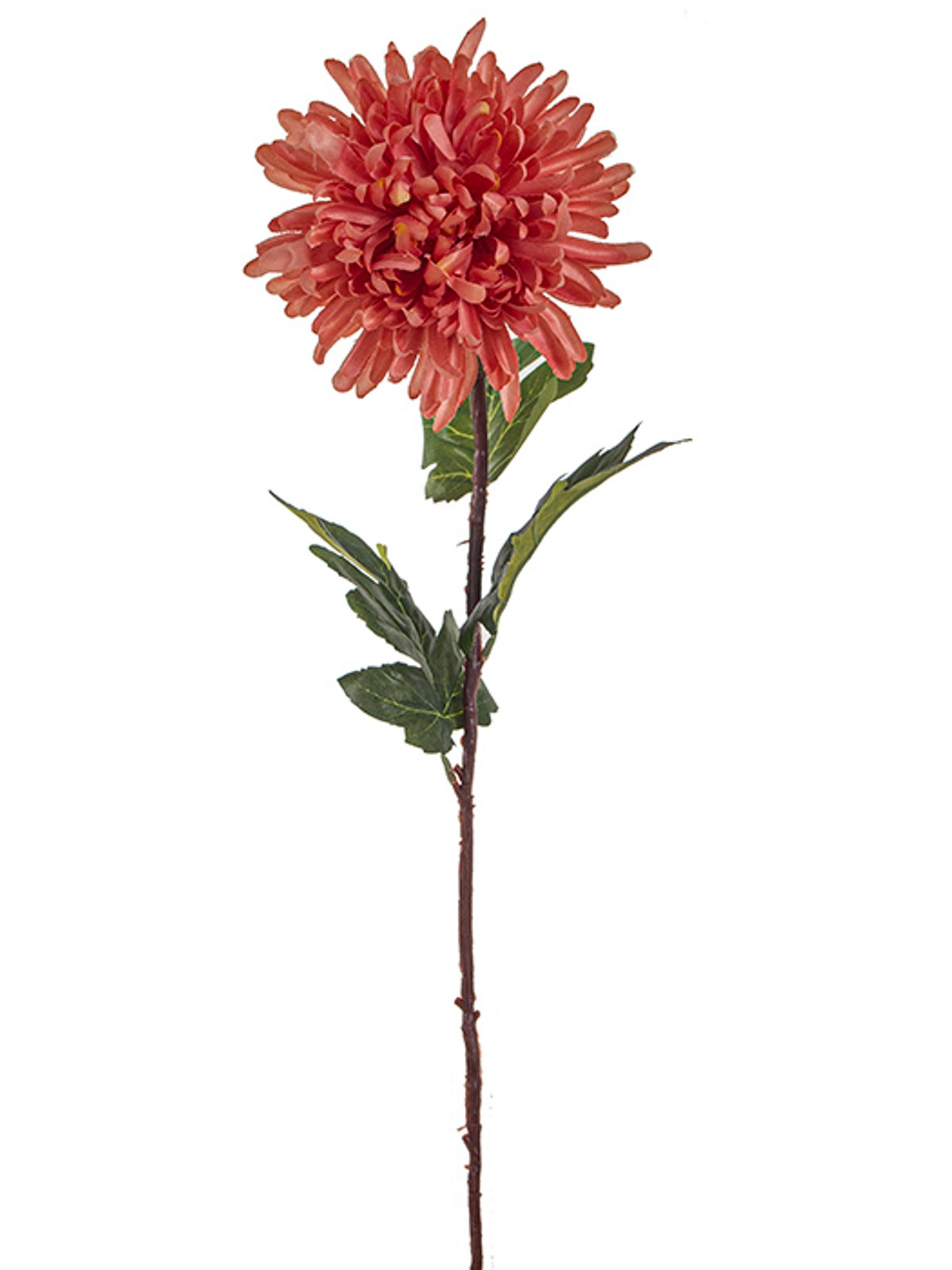 Coral chrysanthemum