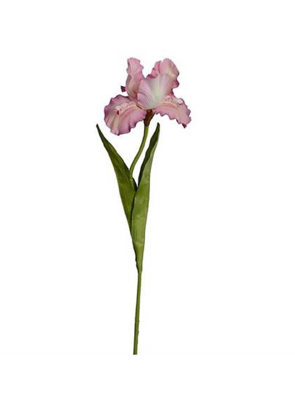 Λουλούδι Iris ρόζ